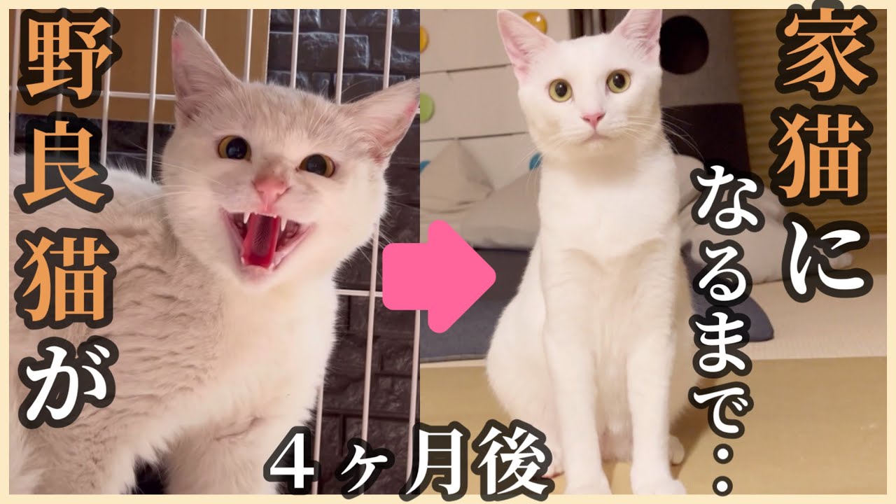 凶暴で汚い野良猫が、我が家のアイドルになるまでの記録