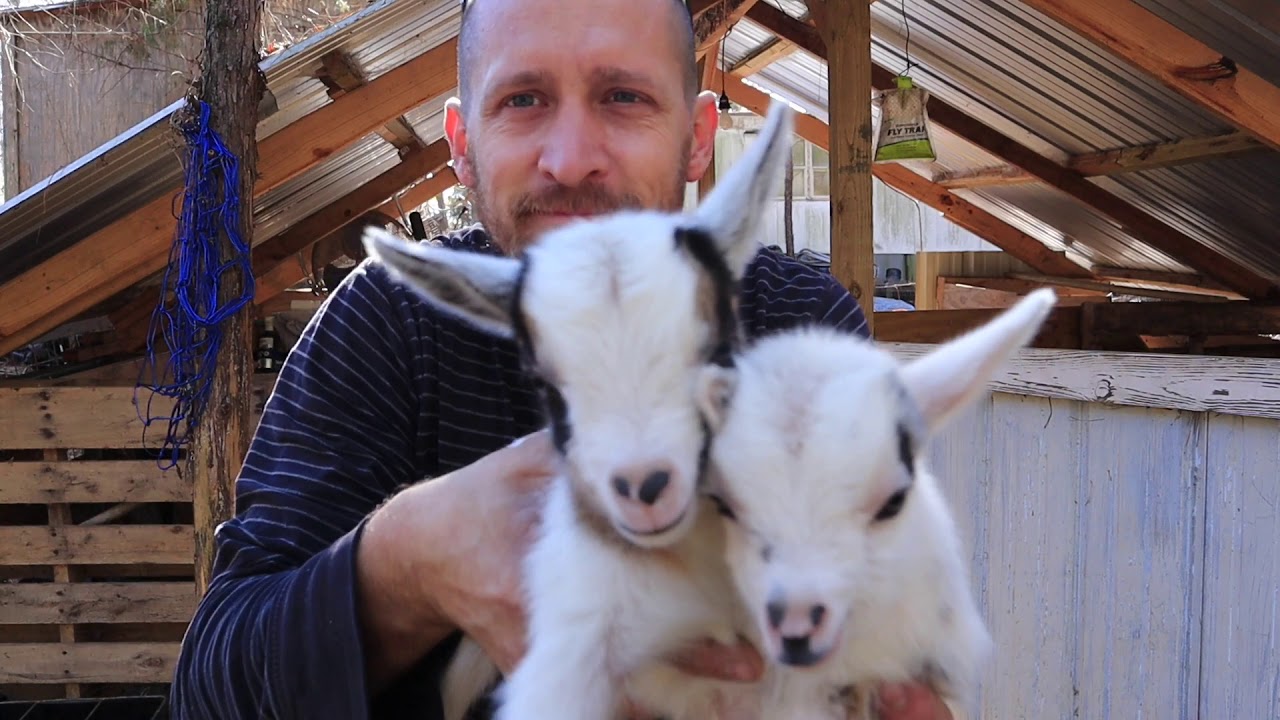 Wood Chips vs. Hay - Bedding in the goat barn - And More Baby Goats!!!