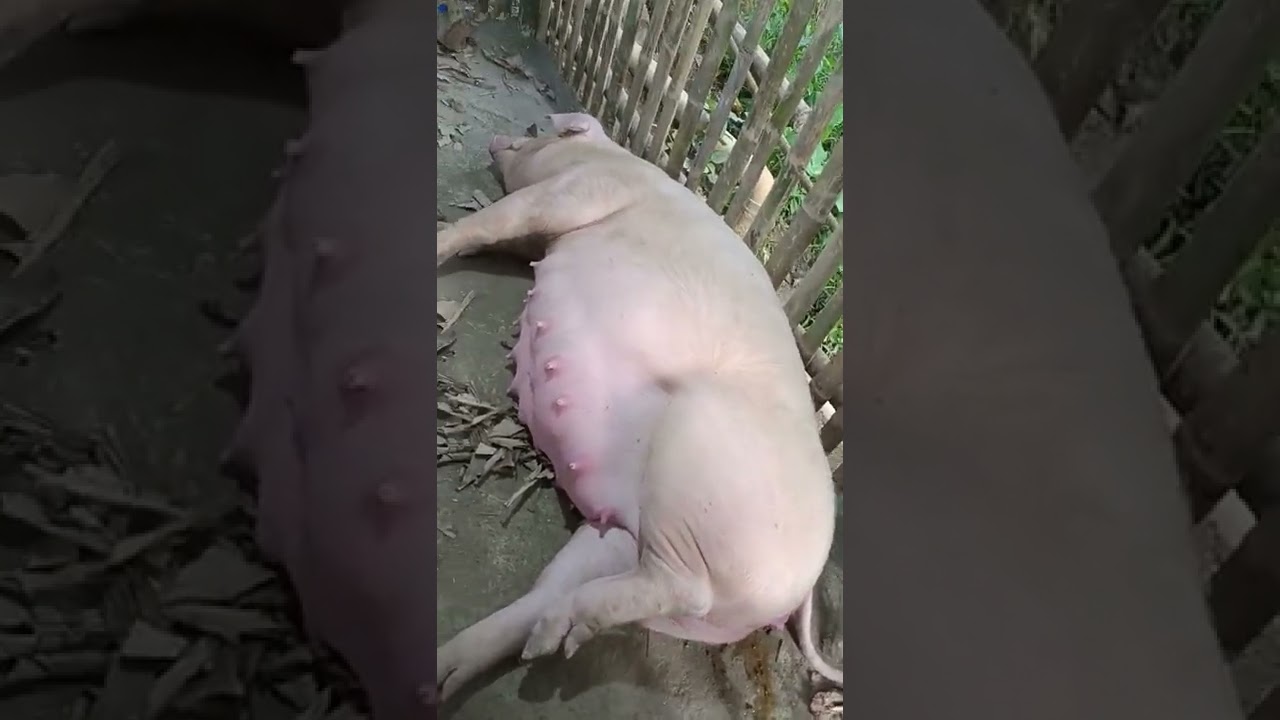 115 days nag labor na Ang aking inahing baboy ... safe delivery her 😇🙏
