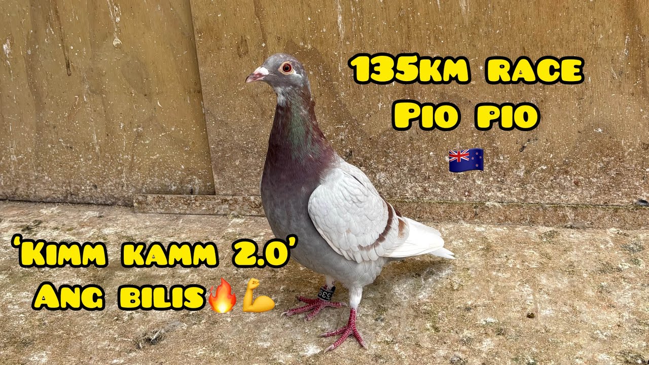GANITO LANG LAGI KABILIS OK NA👏💪🔥 135km RACE PIO PIO🇳🇿 #unoloftpigeonracing #racingpigeons 