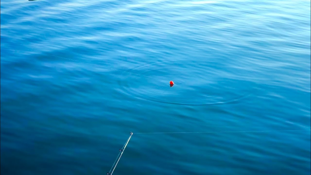 Bobber Fishing Salmon EVERY CAST! (King Salmon Run 2025)