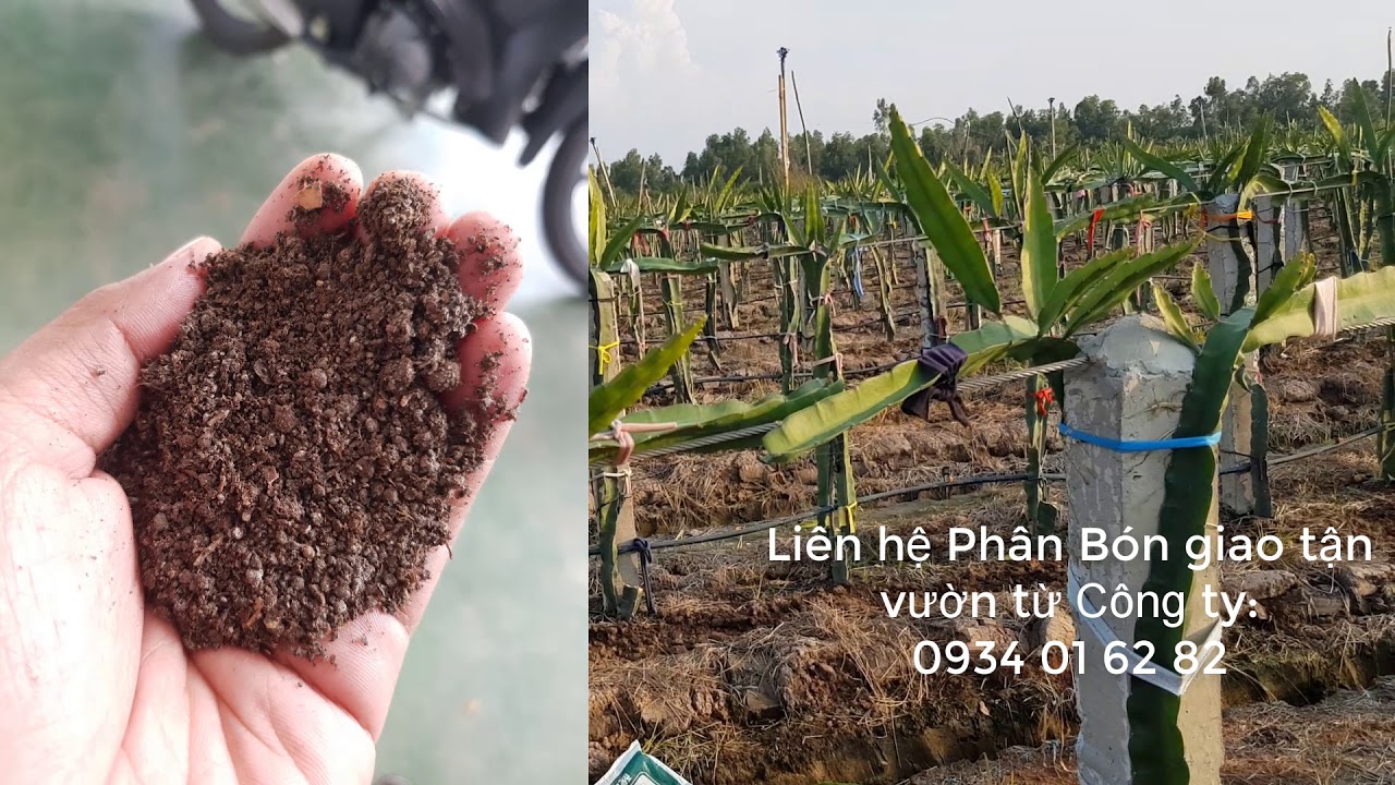 Ông nào trồng Thanh Long giàn 4 tháng được như này không? | hỗ trợ kỹ thuật phân bón