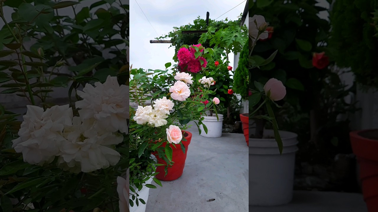 terrace gardening part 41 | rose | hibiscus | bougainvillea | beautiful garden 😍🌺☘️ | #gardening