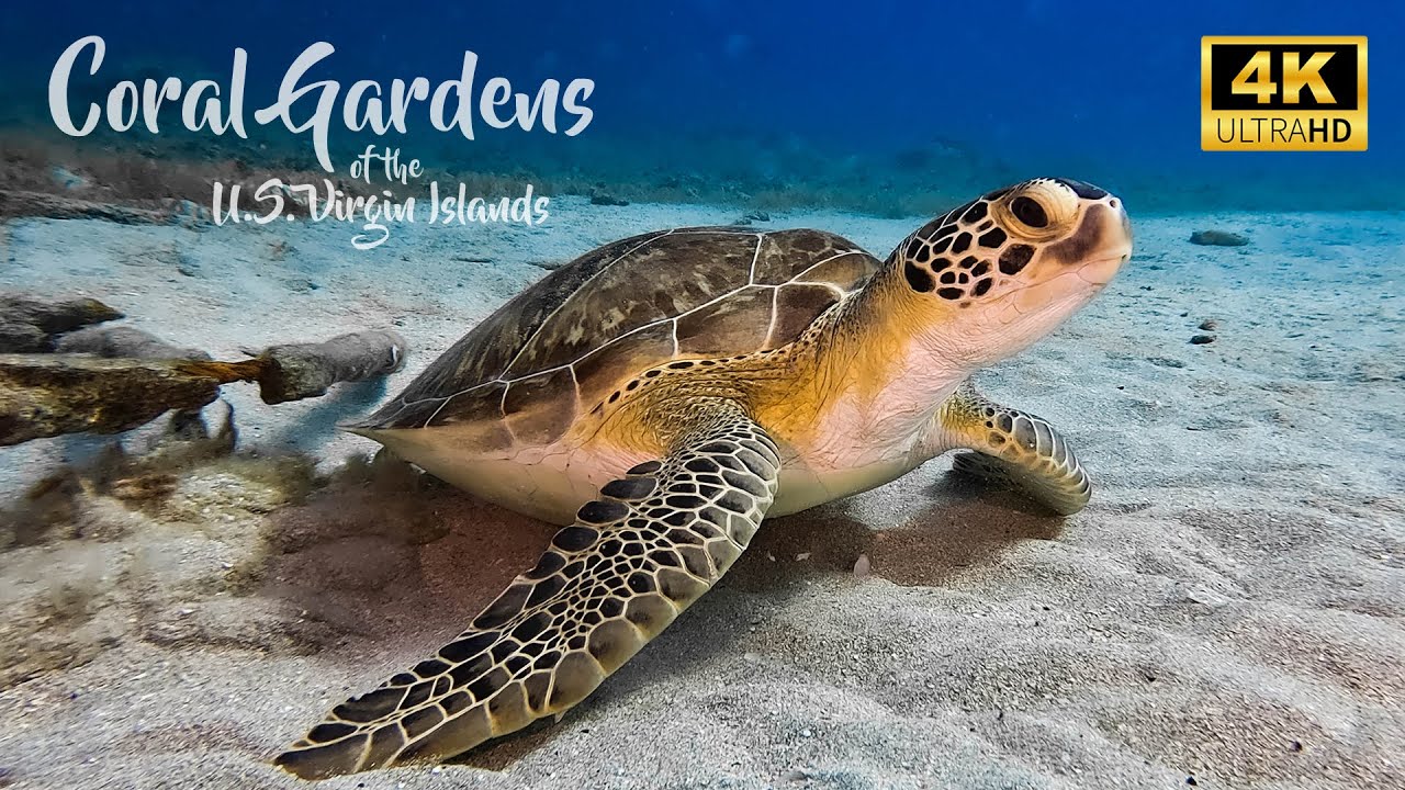 Diving the U.S. Virgin Islands. Coral Gardens of St. Croix in 4K (UHD) | DiveScapeTV