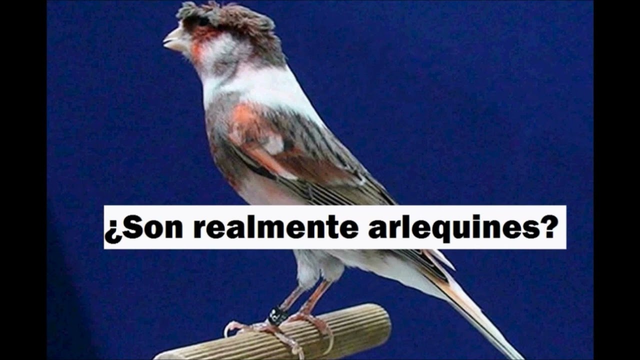 CANARIOS FALSOS ¿Estafa o simple desconocimiento? PR 3