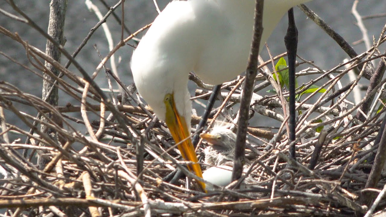 Newly Hatched Baby Snowy Egret Chick -- Sony HXR-HN80 4K Video