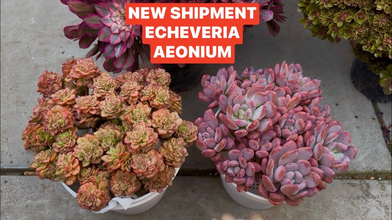 2/12/26 NEW ARRIVAL CRESTED AEONIUM COLORFUL ECHEVERIA | Lele: 408 883 5495