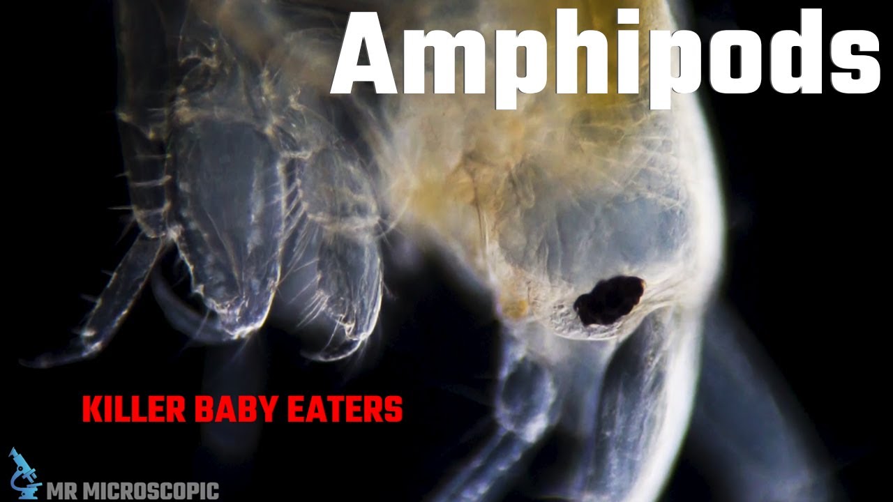 Amphipods KILLER Baby Eaters
