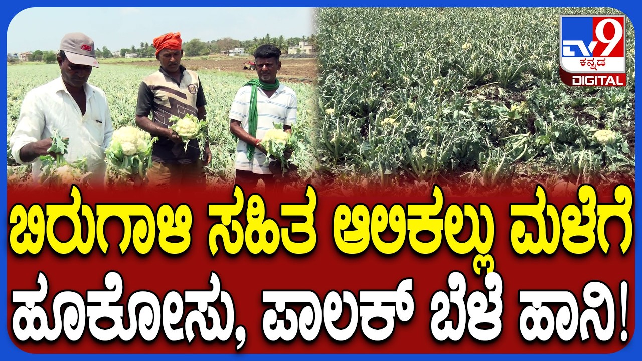 Hailstorm Rain Effect: ಫಸಲಿಗೆ ಬಂದಿದ್ದ ಹೂಕೋಸು, ಬದನೆಕಾಯಿ ಬೆಳೆ ಹಾನಿ.. ಪರಿಹಾರ ನೀಡಲು ರೈತರ ಒತ್ತಾಯ| #TV9D