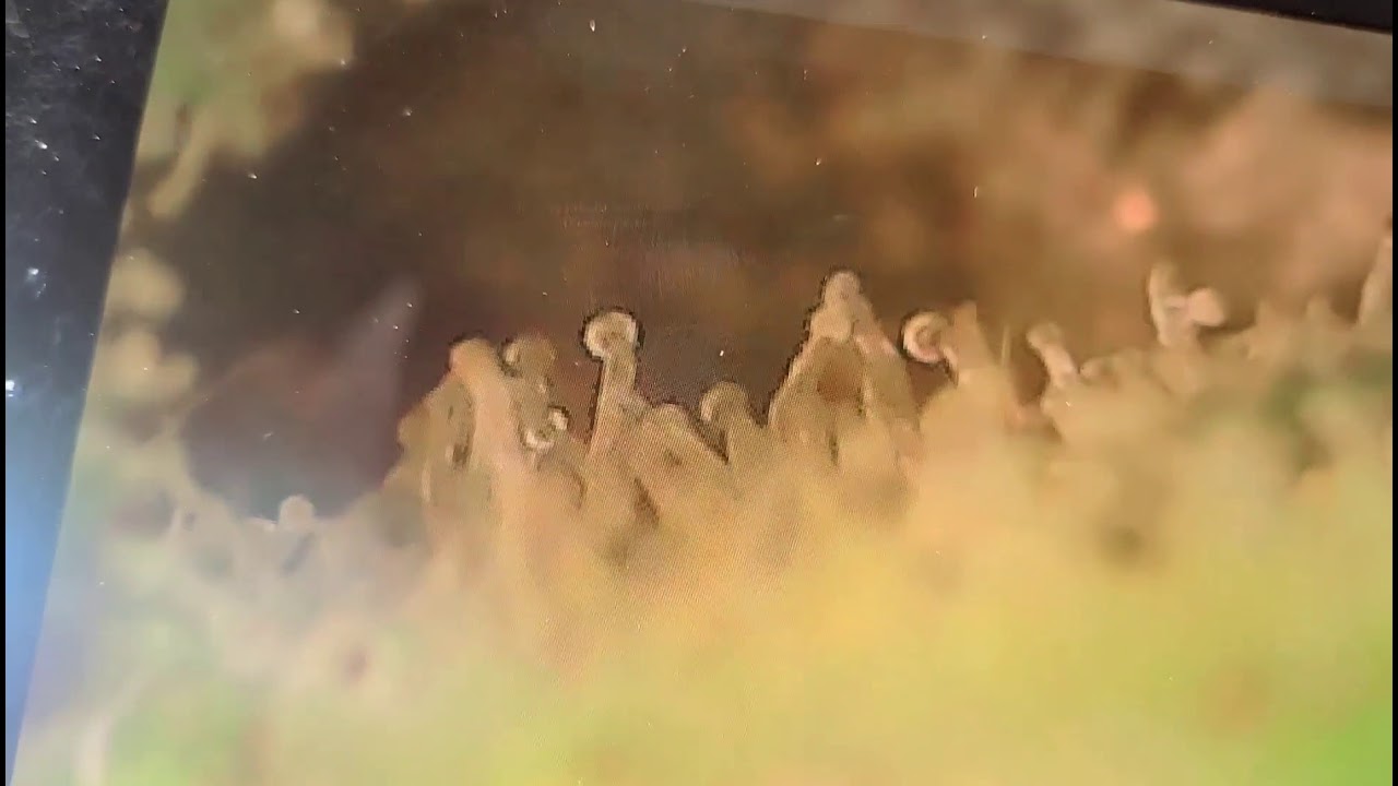 Best way to check your trichomes!