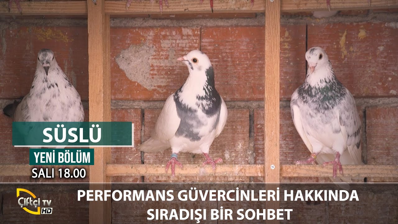 Performans Güvercinleri Hakkında Bilinmeyenler -SÜSLÜ #güvercin #kanatlıhayvan