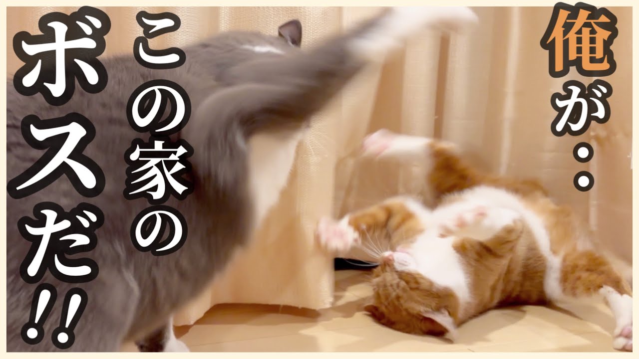 新入りねぐちゃんに、猫社会を教える親分が厳しすぎるw