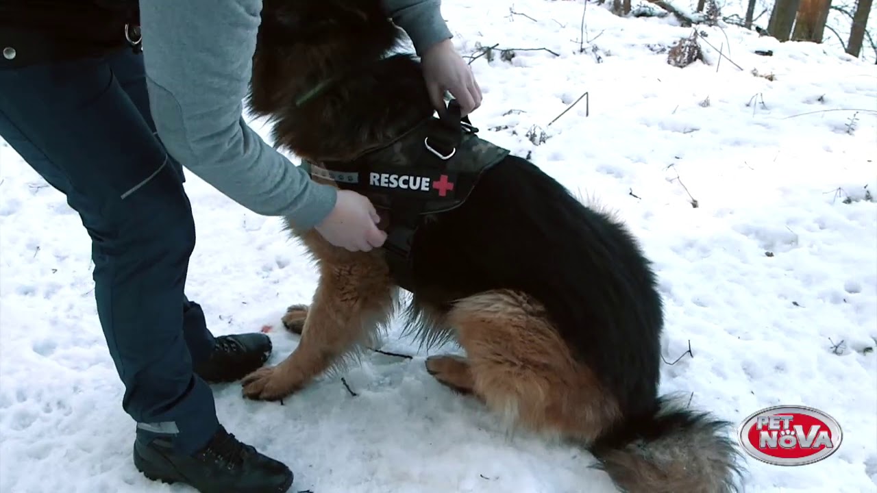 Szelki dla psa, Dog harness,  Hundegeschirr, Harnais pour chien   Pet Nova