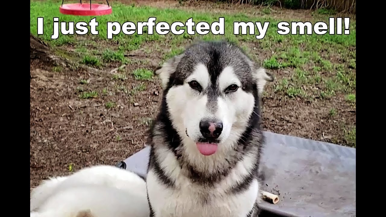 Mad Alaskan Malamute | Refuses To Take Bath