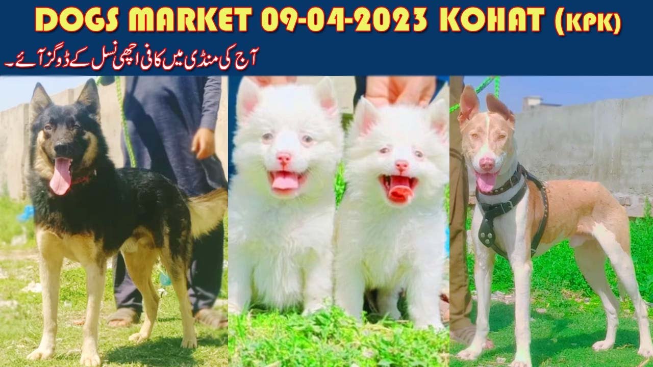 Dogs Market kohat (kpk) video episode 1