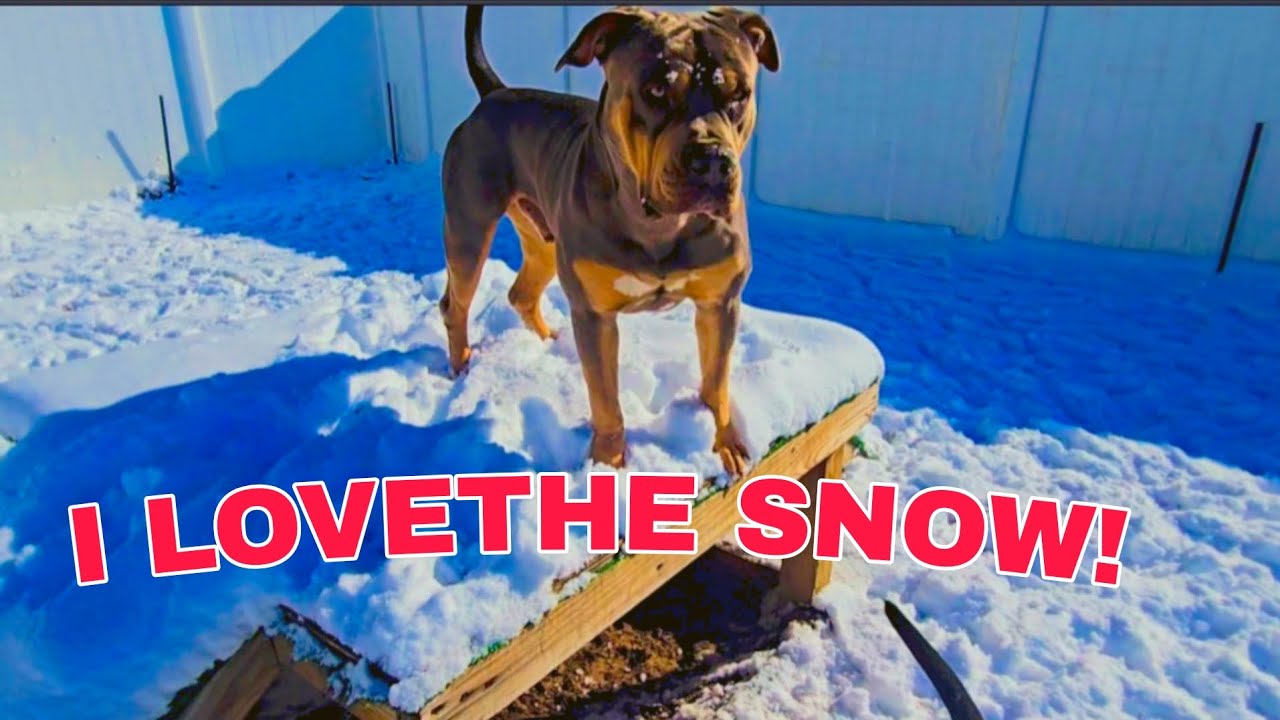 5 inches of snow in North Carolina and these dogs love it. DOGS REACTION 