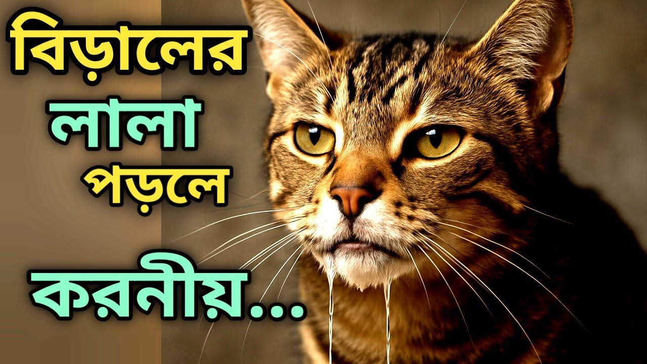 বিড়ালের মুখ দিয়ে লালা বের হলে 🩺 চিকিৎসা কী 😺 | বিড়ালের মুখ দিয়ে লালা পড়ছে, যা করতে হবে?