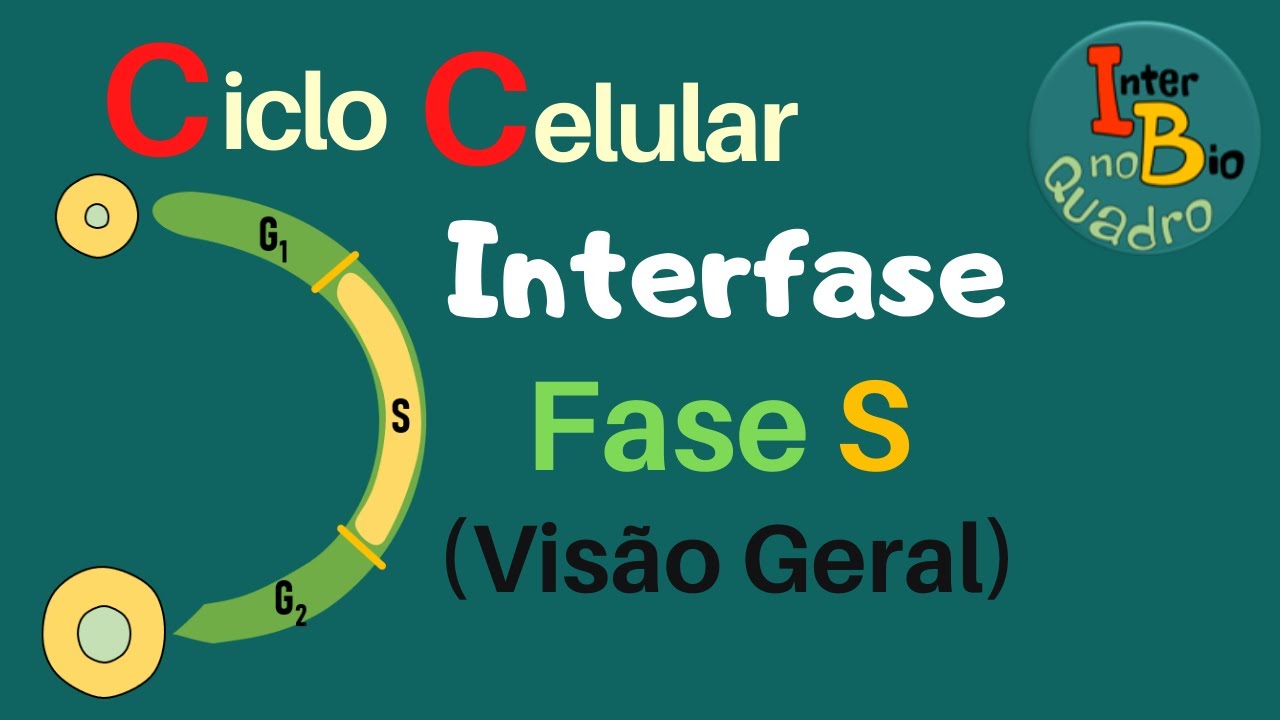 Ciclo Celular: Interfase - Fase S (Vis&atilde;o Geral)