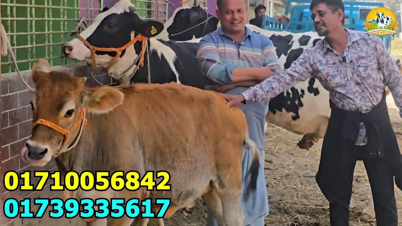 উন্নত জাতের ২ টি ফ্রিজিয়ান গাভীর দাম জানুন । সংগ্রহ করলেন কুমিল্লা  থেকে ।