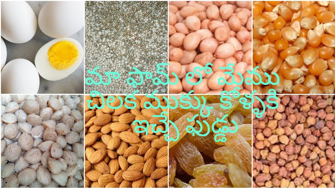 Parrot Beak food చిలక ముక్కు కోళ్లు కి మా ఫామ్ లో మేము ఇచ్చే ఫుడ్డు -55
