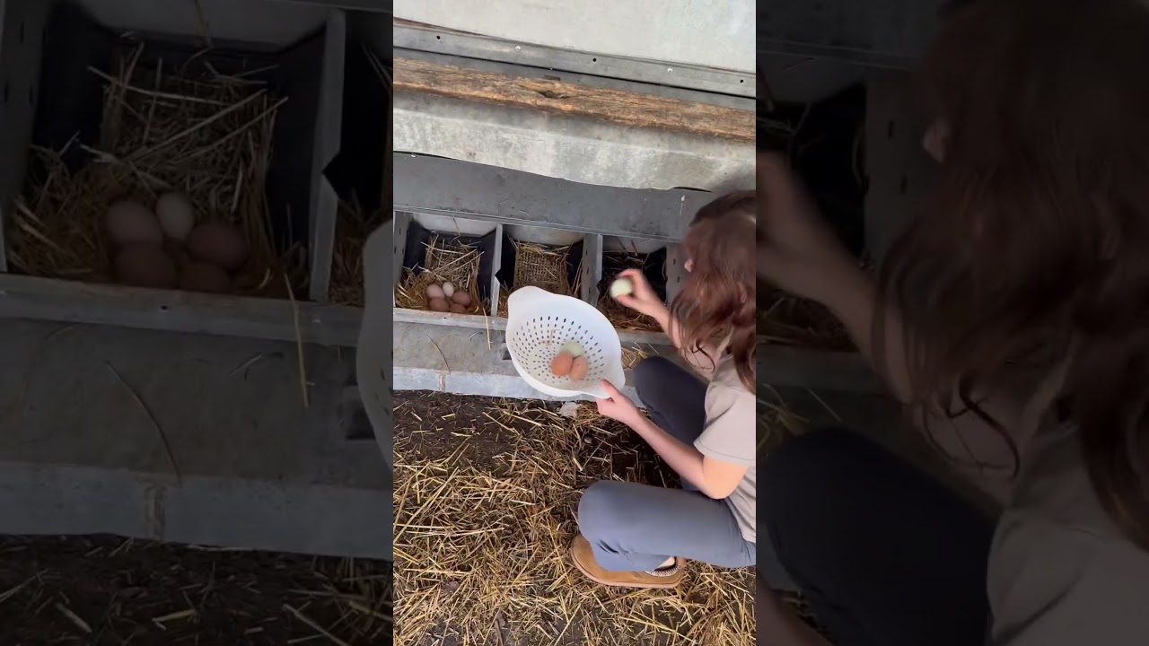 Collecting Eggs #chicken #backyardchickens #farmlife