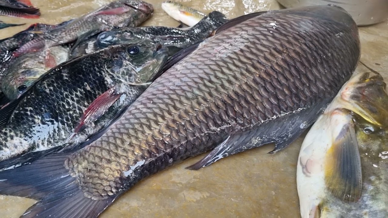 বাজারে এসেছে বড় ইলিশ মাছ।