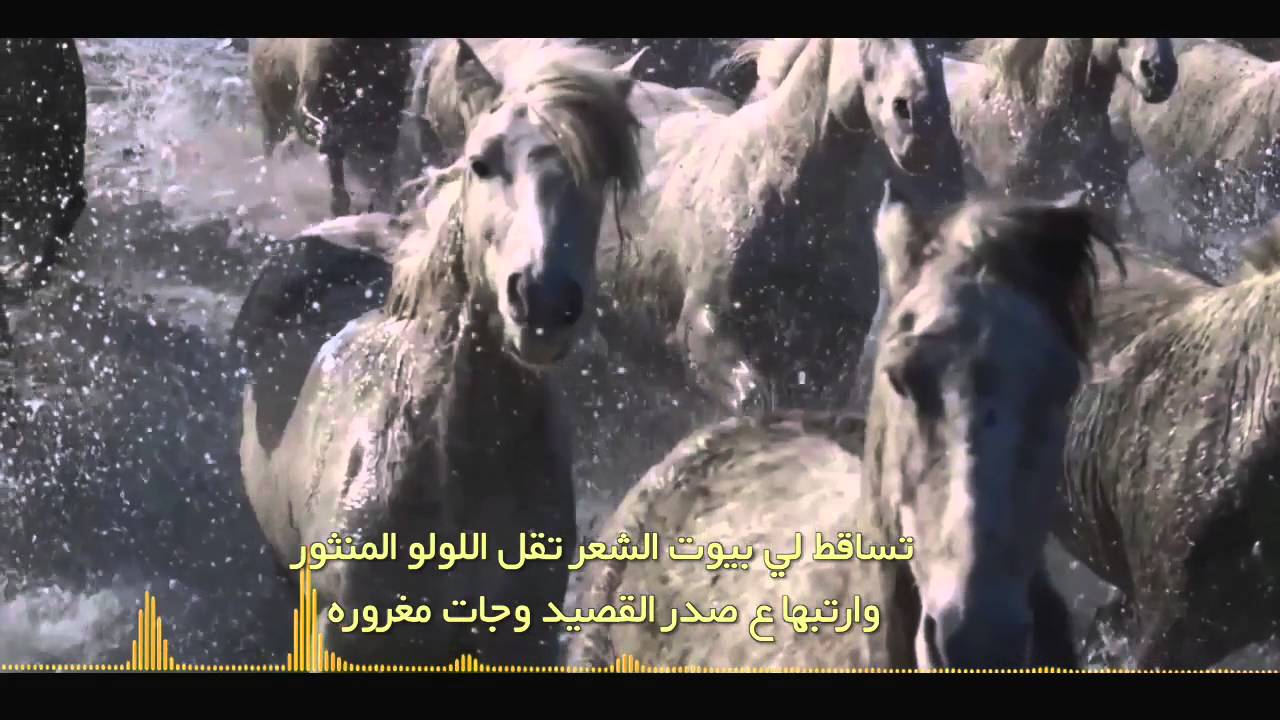 شيلة مهداه الى بركات بن ناهس البراك || كلمات عياد الرشيدي || اداء عيد الداموك