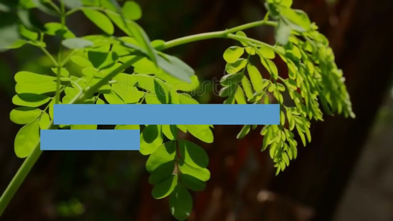 Moringa Private Label Manufacture RAW Moringa Exporter մատակարար Մեծածախ առևտուր  +6287758016000