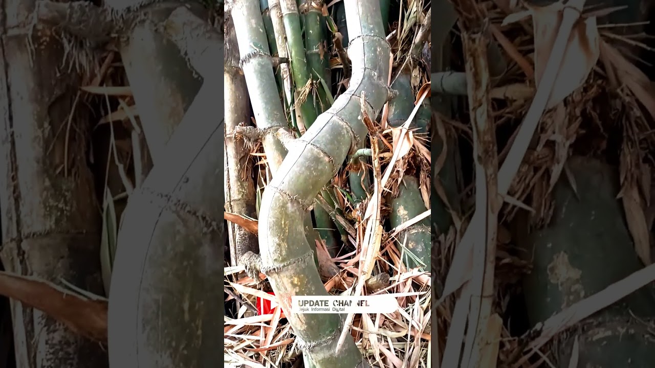 bambu unik alami  #feedshorts #bambuunikdanlangka #videoshort #bambu #shortvideoyoutube #bamboo #yt