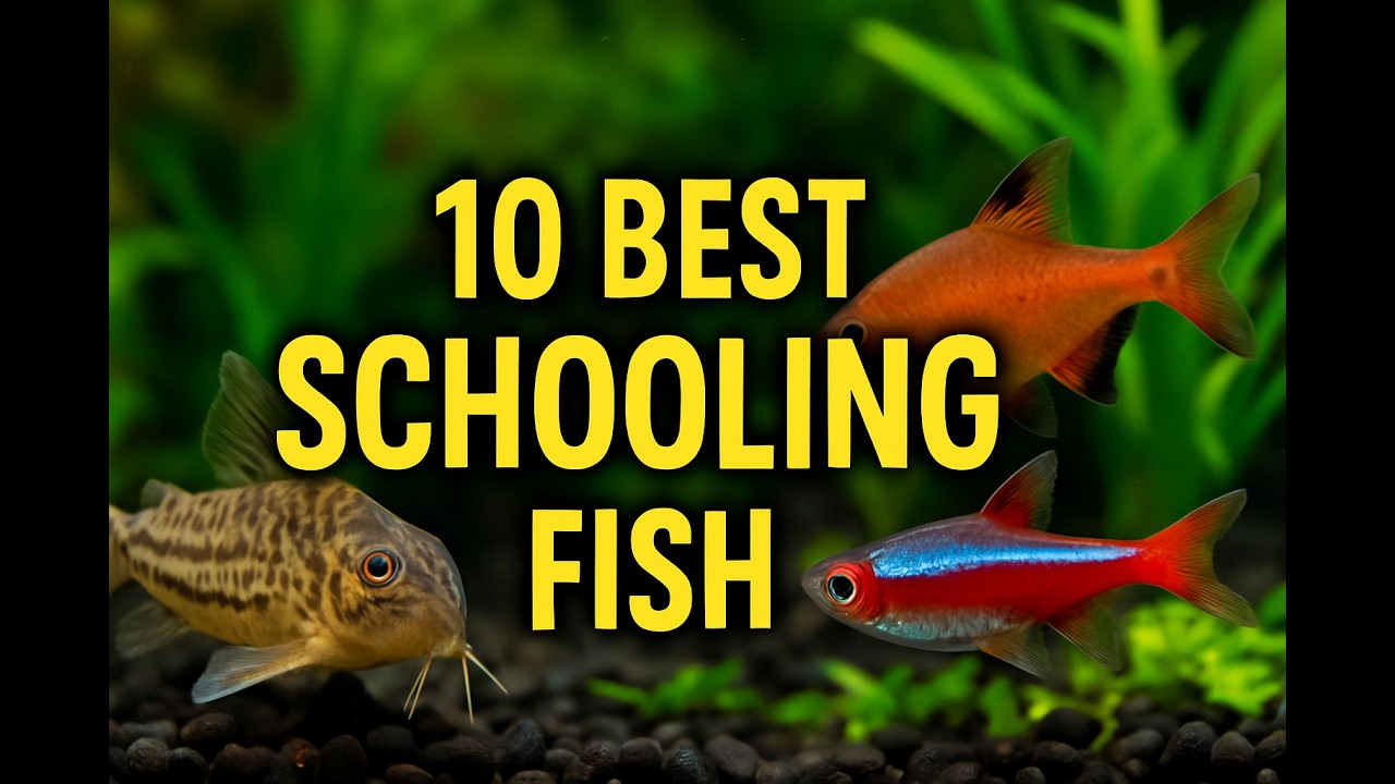 10 Best Schooling Fish for Your Aquarium