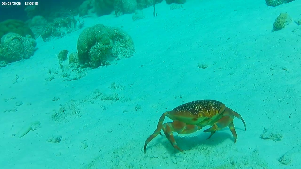 120904 Batwing crab Bonaire 3-2026