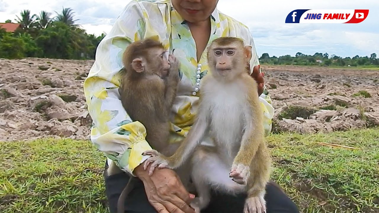 LOVELIEST FAMILY! Jing Ji Visit The PLowed Field!