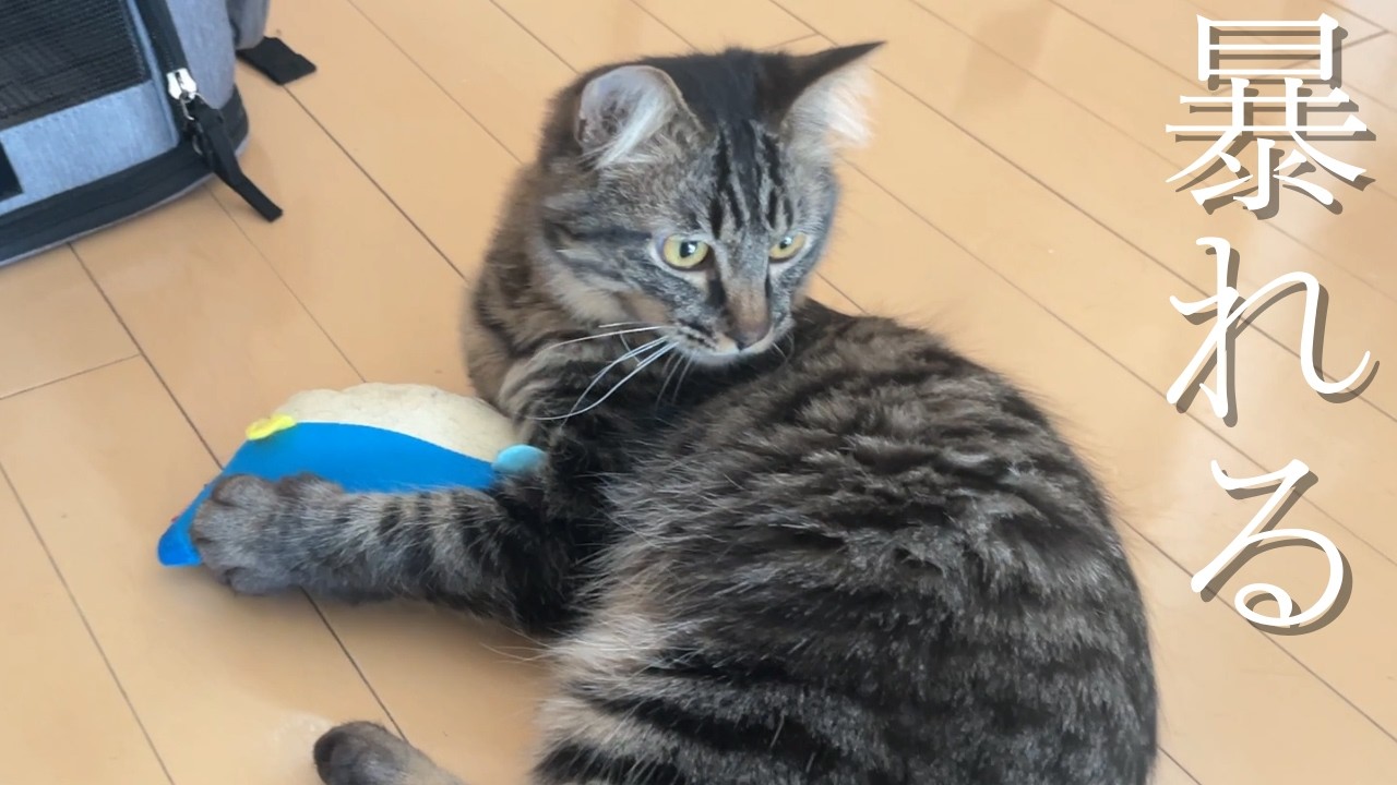 【激しい】普段遊ばないオモチャで大暴れする猫がかわいい