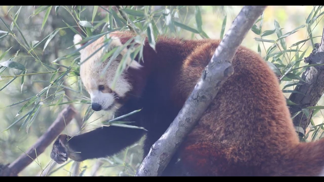 Other Red Panda and the Wood Plank of Fortune