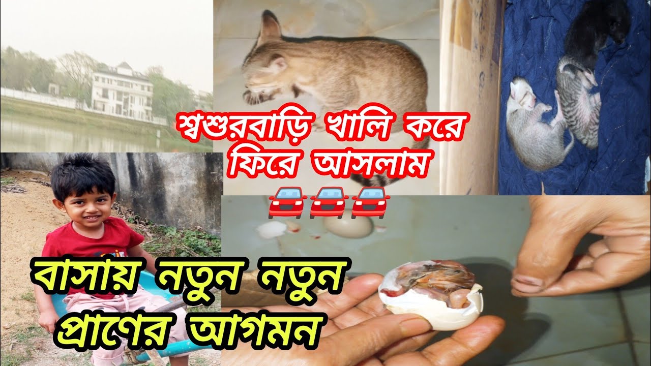 🚘শ্বশুরবাড়ি ছেড়ে চলে এসেই দেখি বাসায় কয়েকজন নতুন প্রাণের আগমন🐣🐱#minivlog 