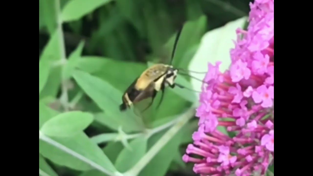 Hummingbird Moth eating at our butterfly bush