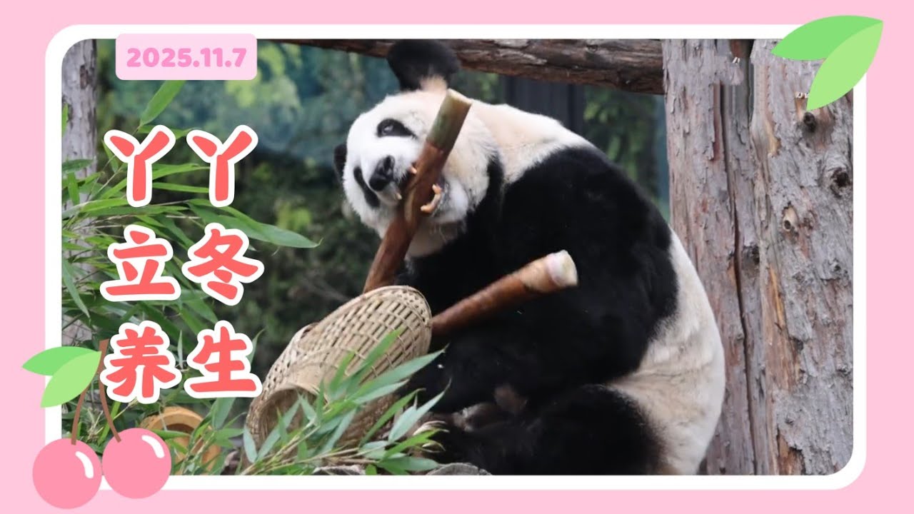 丫丫25年11月7日最新视频 - 丫丫饭后悠闲散步，立冬养生 Beijing Zoo official release Ya Ya video 20251107
