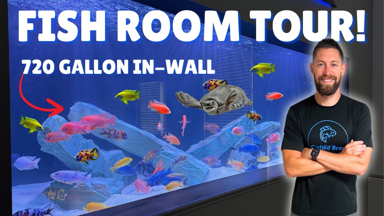 Amazing 720 Gallon Cichlid Tank! Massive DIY Cichlid Aquariums (Fish Room Tour!)