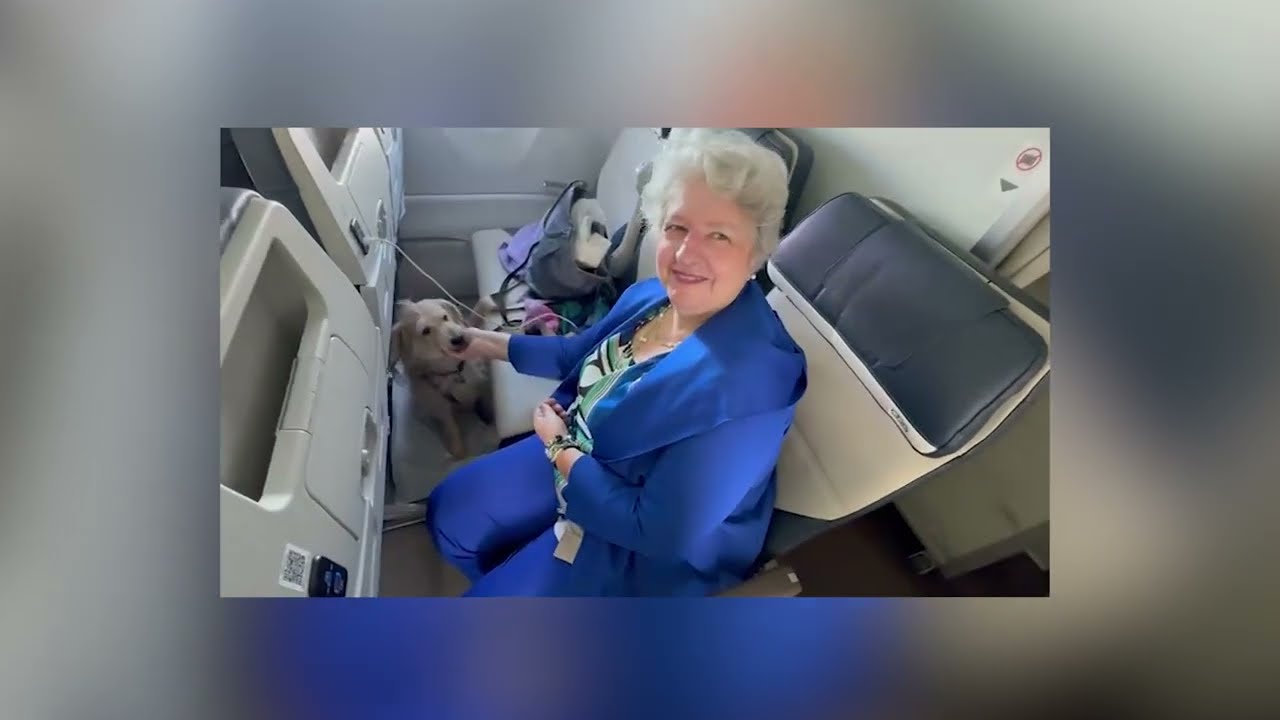 Milano-Roma in aereo senza trasportino, i cani di grossa taglia entrano in cabina