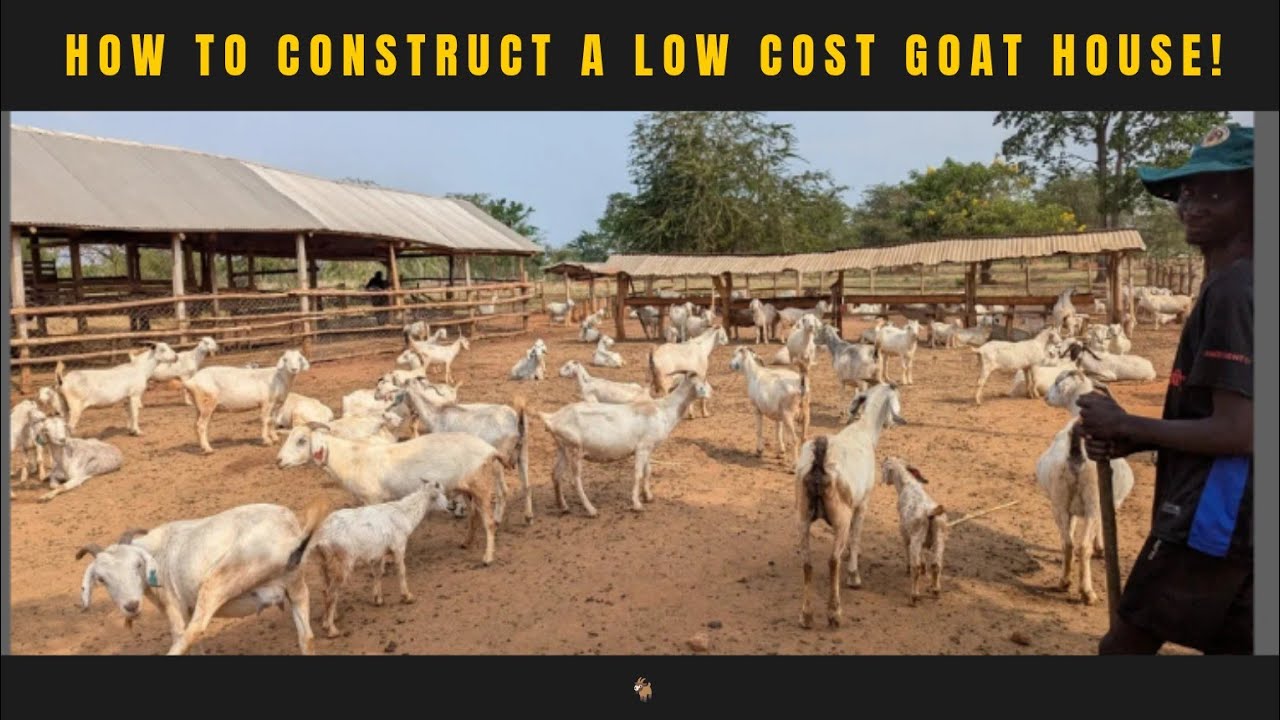 HOW TO BUILD A GOAT HOUSE CHEAPLY! (#104) @hamiisisemanda8150