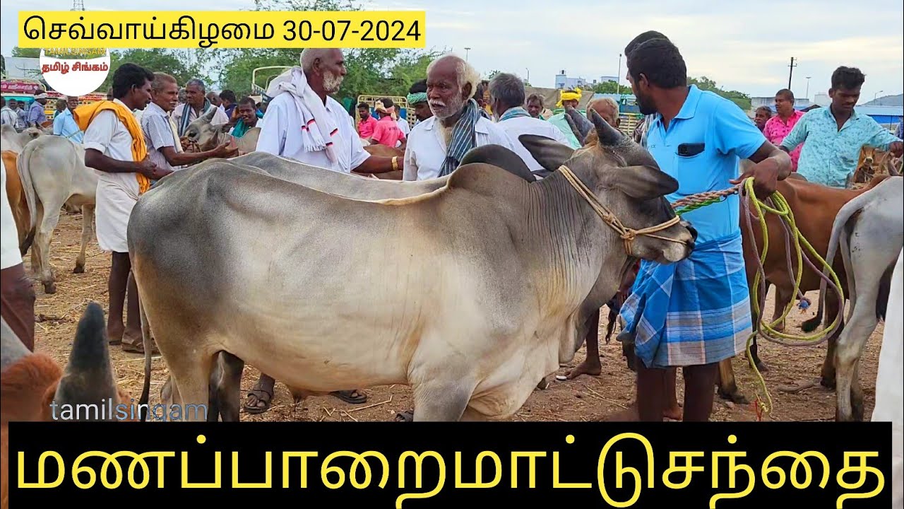manapparaimattusanthai/காங்கேயம் ஜோடி காளைகன்றுகள் கிடாரிகள் குறைந்த விலையில் #cow #bull #cattle
