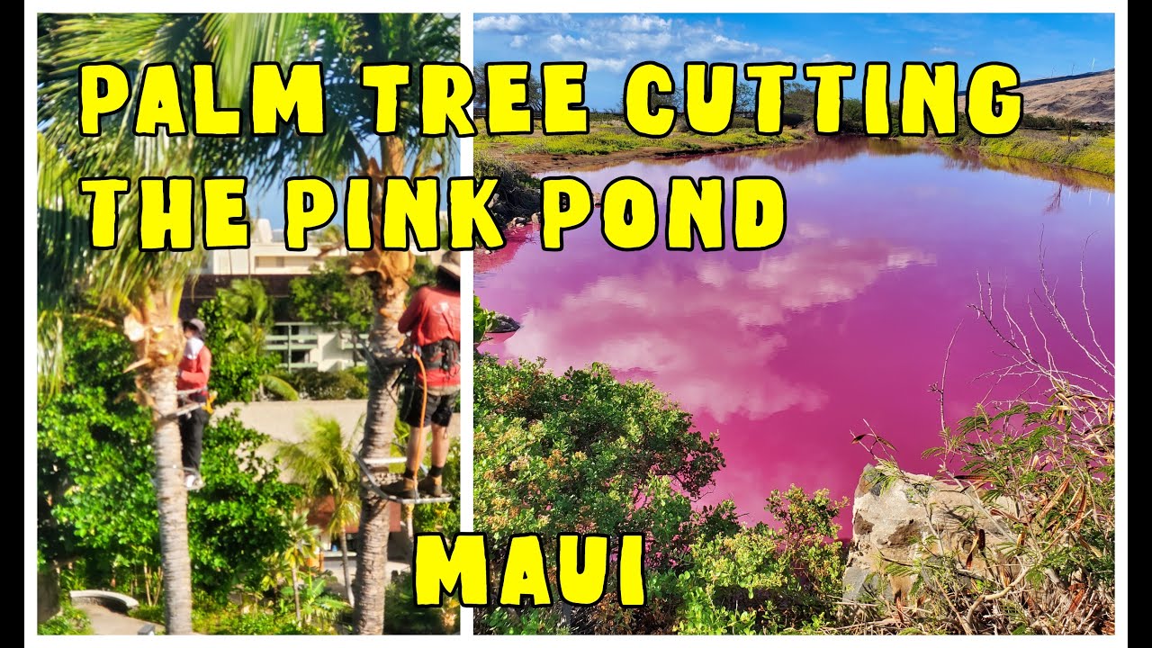 Palm Tree Cutting & The Pink Pond On Maui, Cutting Out The Coconuts. Maui's Pink Pond