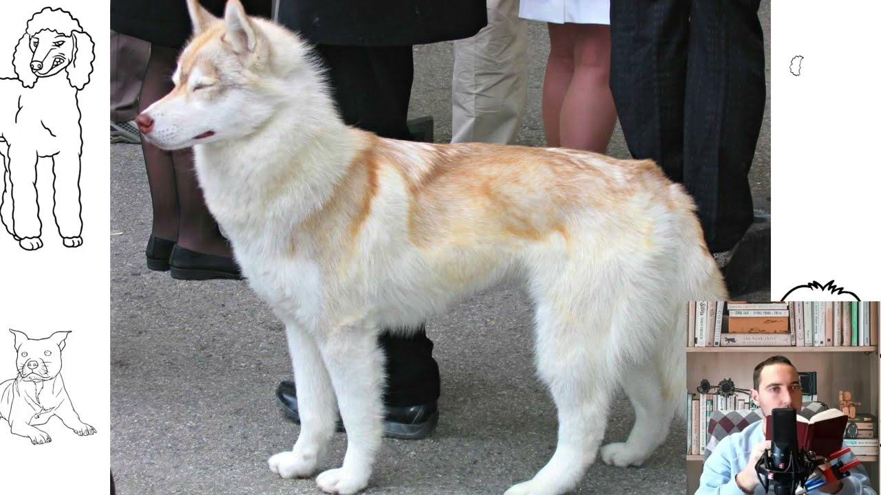 Siberian Husky or Husky. Temperament, price, how to choose, facts, care, history