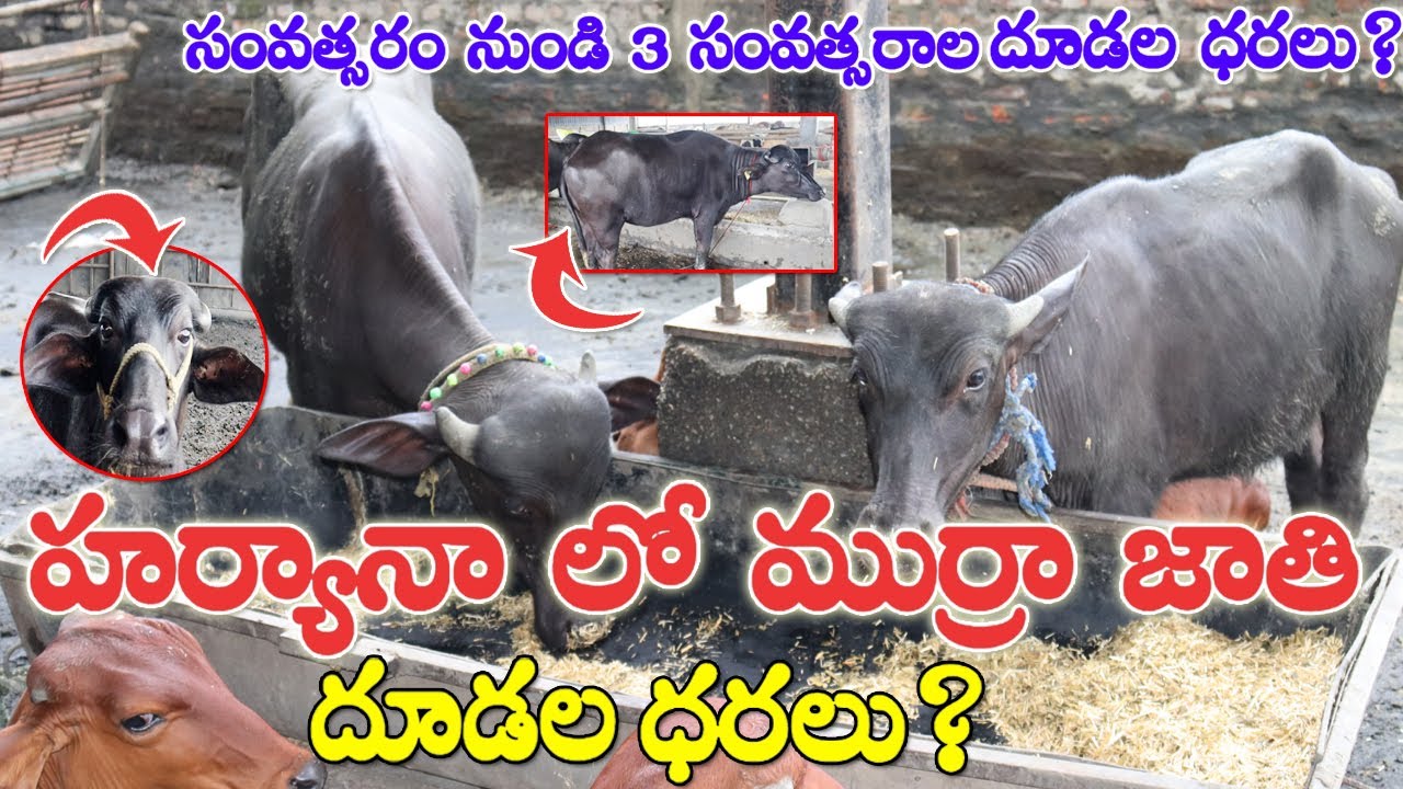 హర్యానా లో ముర్రా జాతి దూడల ధరలు?Calfs for sale | Haryana Calfs sale | Murra Calves Price |CBNews