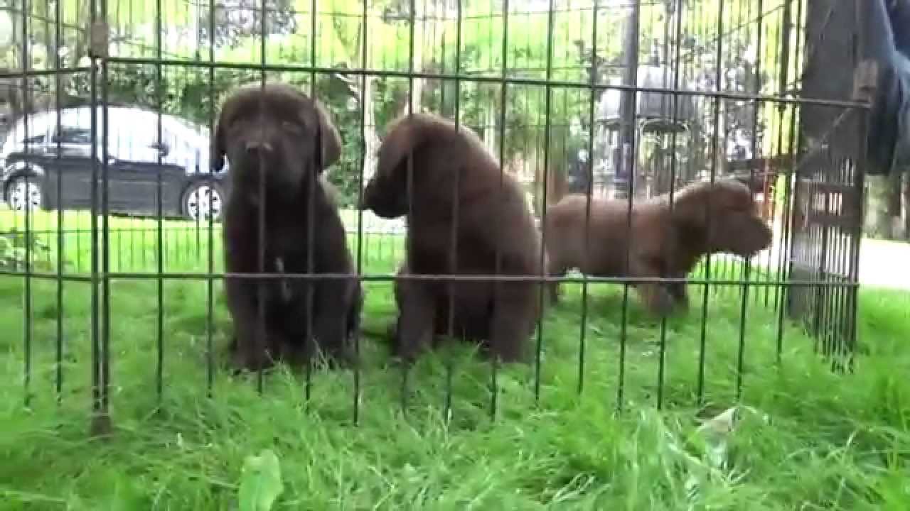 Playful labrador puppies 7 weeks old