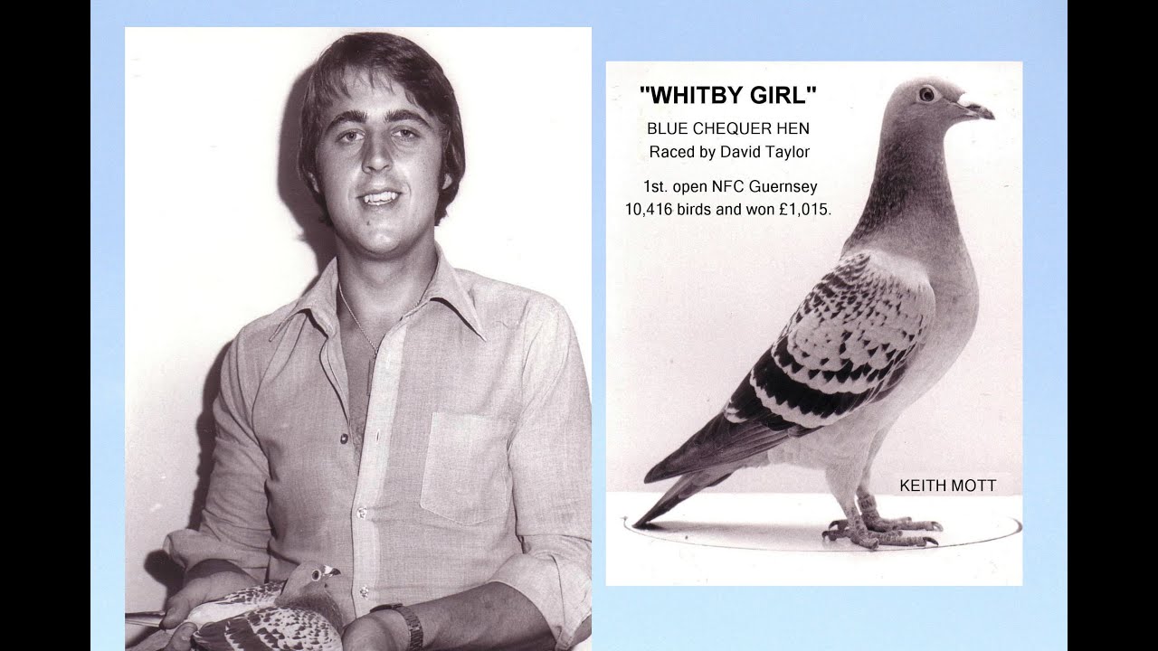 Video 101: Dave 'Topper' Taylor / Eric Matthews: Premier Pigeon Racers