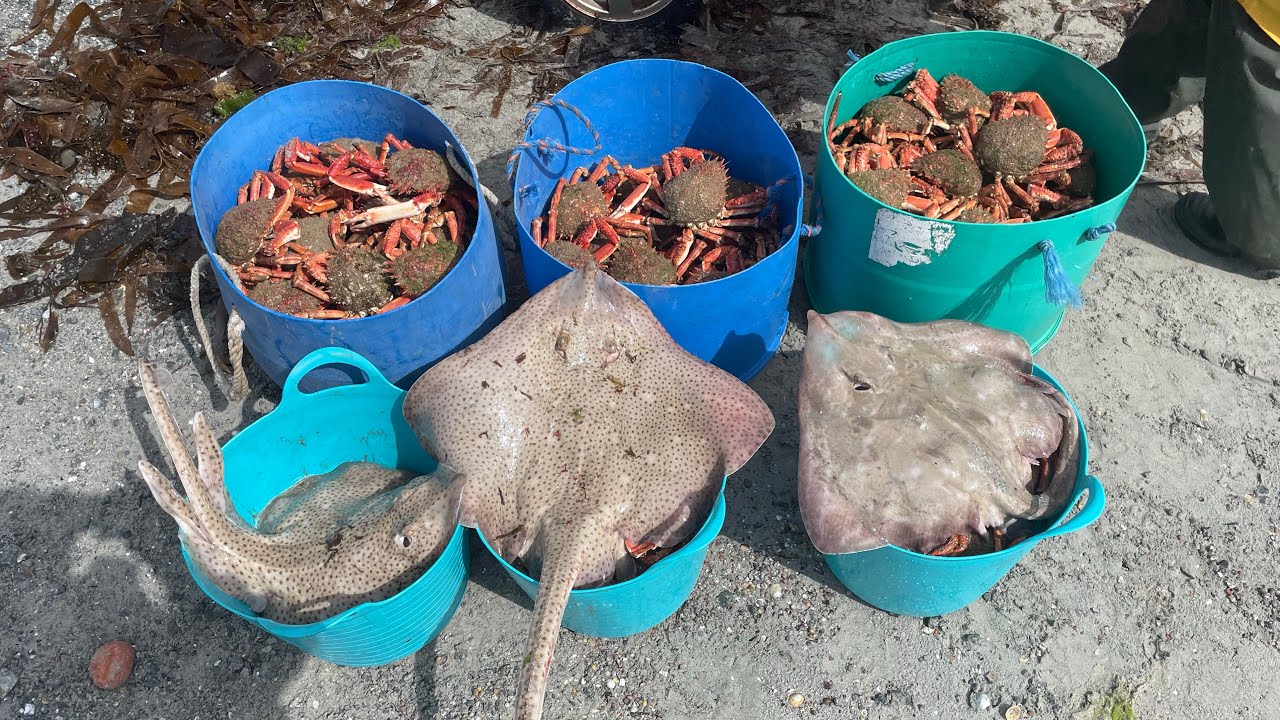 Commercial Ray & Giant Spider Crab Netting ! Big Haul of Crab !