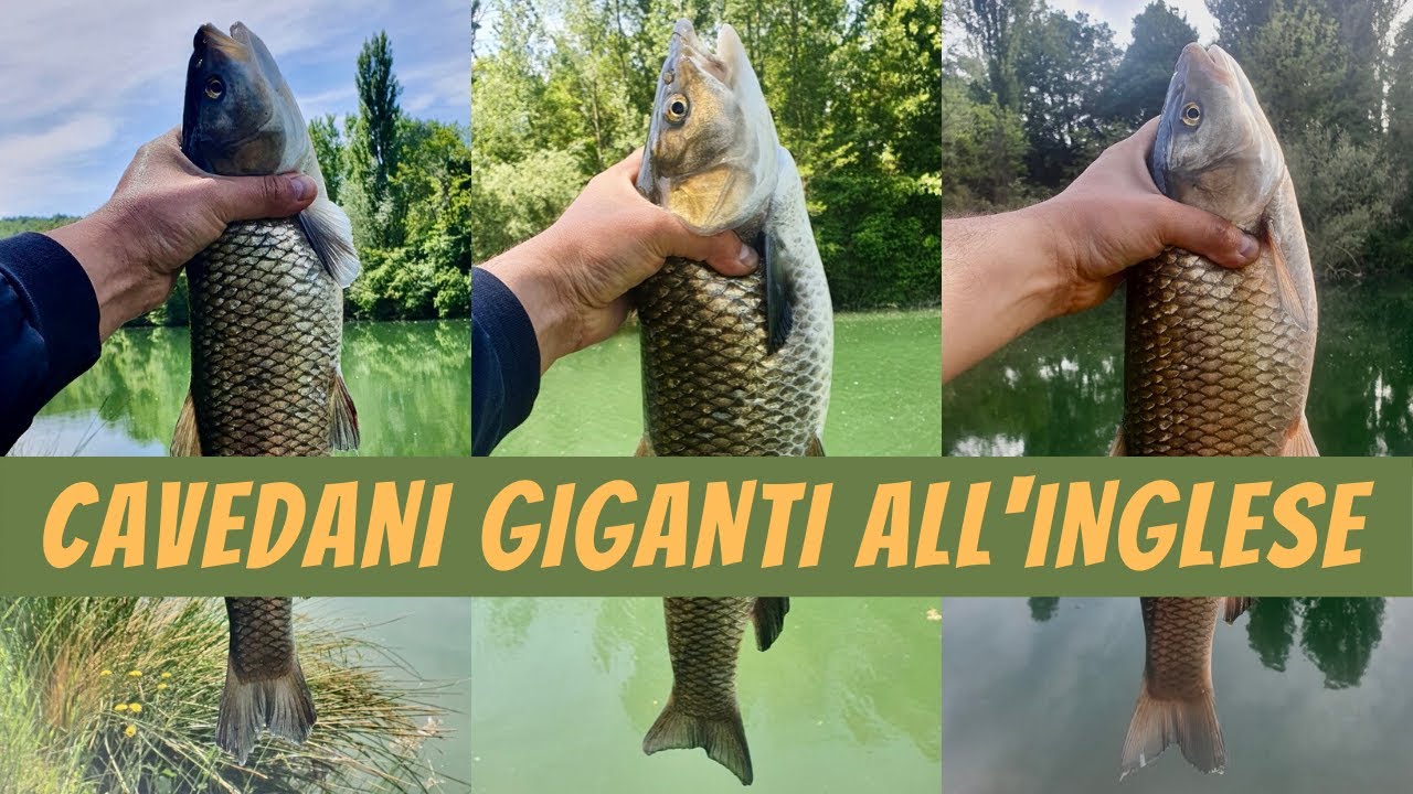 PESCA ALL'INGLESE SUL FIUME TEVERE - CAVEDANI GIGANTI! - pesCarlo