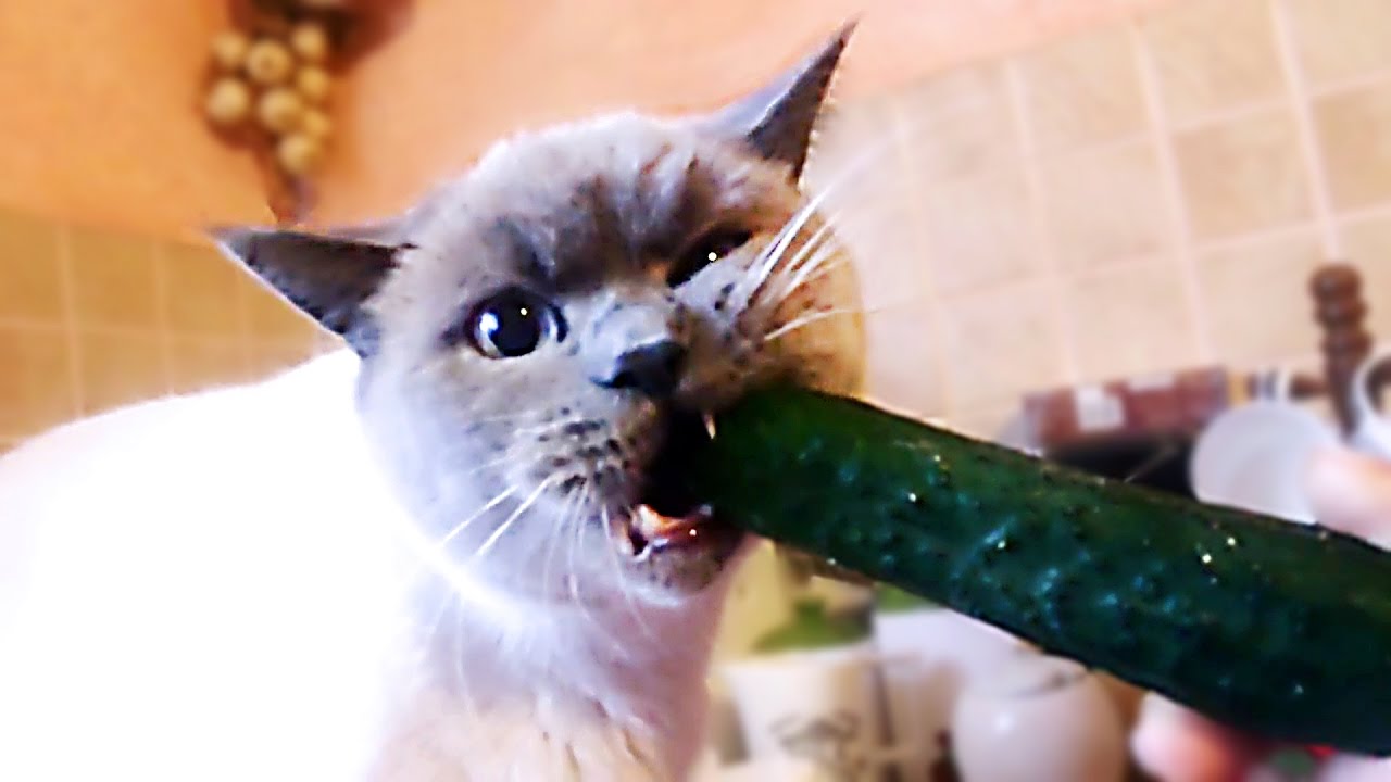 ПРИКОЛЫ С КОТАМИ И ОГУРЦОМ 🥒, РЖАЧНО ДО СЛЕЗ! ЛУШЧАЯ ПОДБОРКА!