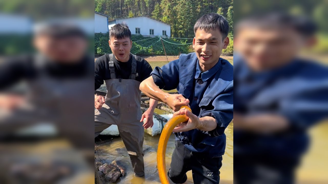 挑战在一个水库弄200斤鳝鱼，下去就开始上斤的一条